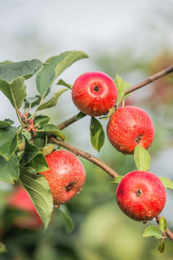 red apples on a tree